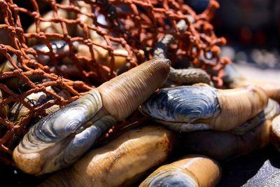 These American giant ‘geoduck’ clams are a Chinese delicacy. Trump’s tariff war could stop that