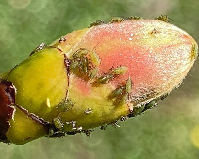 Country diary: In praise of the ‘low-value’ sycamore tree