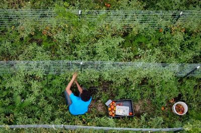 Trump tariffs to hit small farms in Maga heartlands hardest, analysis predicts