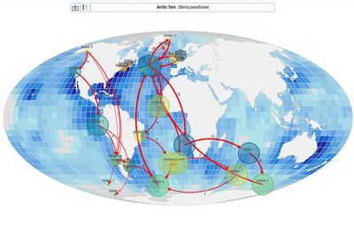‘Astonishing journeys’: online tool tracking migratory animals highlights challenge of protecting them