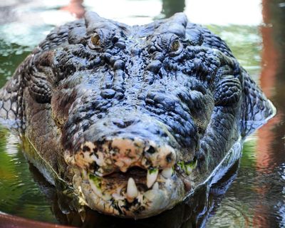 Rio’s record, giant dogs and a psychic crocodile – take the Thursday quiz