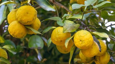 How to grow yuzu – for an attractive and fragrant cold-hardy citrus tree with golden fruits