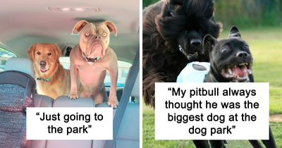 When Nature Laughs: 49 Of The Funniest Animal Expressions Caught On Camera