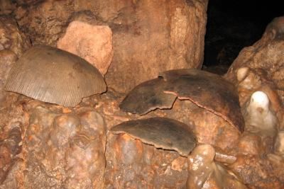 Skulls found in Guatemala ‘blood cave’ likely sacrificed to rain god in brutal Mayan ritual