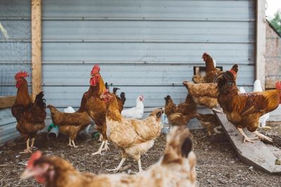 What is chlorinated chicken as fears grow over US-UK trade deal?