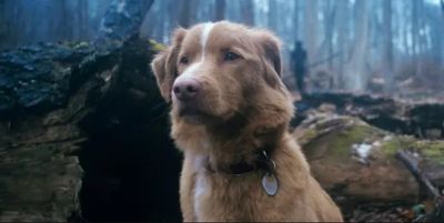 'I can't unsee this!' Acclaimed horror film is terrifying critics and fans — and it's from a dog's perspective