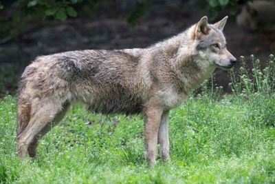 Wolf Protection Downgrade Gets Green Light In EU