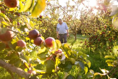 Core principles: the return of ‘real’ cider