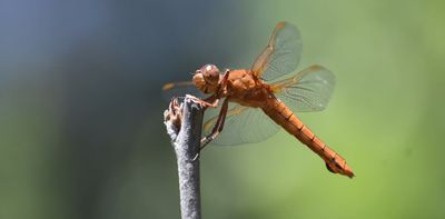 Humans are killing helpful insects in hundreds of ways − simple steps can reduce the harm