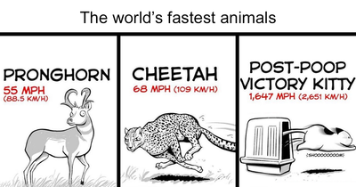 33 Relatable Comics If You’ve Ever Had A Cat, Created By This Artist