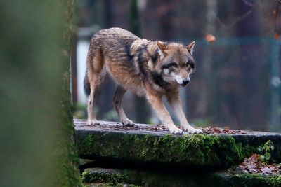 European Parliament votes to lower protections on wolves