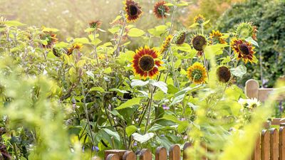 Best dwarf sunflowers for pots and small spaces – transform even tiny yards this summer with these bold, colorful blooms