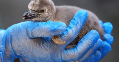 Scottish safari park 'absolutely thrilled' with two newly hatched penguin chicks