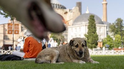 Animal rights activists fear mass euthanasia of stray dogs in Türkiye after new top court ruling