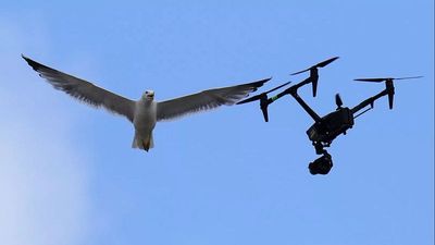 Conclave's true stars? Two seagulls steal the show on the Sistine Chapel roof