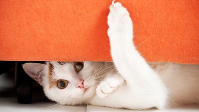 10 signs your cat is diabetic according to a vet