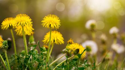 Plant experts say leaving this 1 weed in your yard will benefit soil health, lawn growth, and pollinators – there are even medicinal uses for it