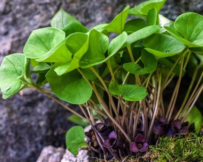 Scientists find ‘mutant’ gene behind foul-smelling species of wild ginger