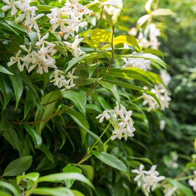 How to grow jasmine – the best ways to position, feed and water this climber for beautiful, fragrant blooms