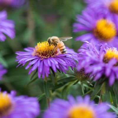Bees will love your garden if you add this one feature, say wildlife experts – and it requires minimal effort on your part
