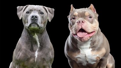 Staffordshire Bull Terrier vs American Bully: A detailed comparison