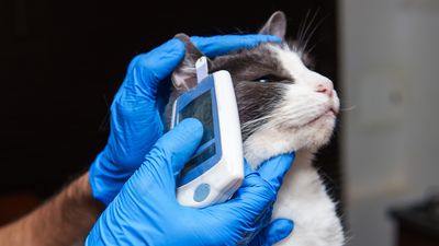 Pet parents raise awareness of diabetes in cats: ‘I don't think anyone realizes the impact it has on your life’
