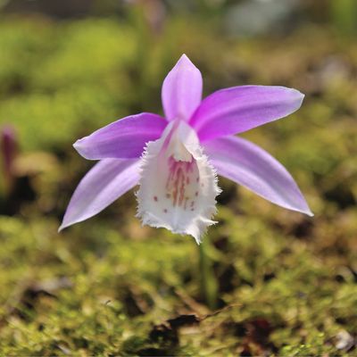 Can orchids survive outside in the UK? The hardy and beautiful varieties that will thrive in your garden