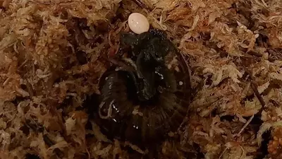 Watch elusive New Zealand snail lay an egg through a 'genital pore' in its neck