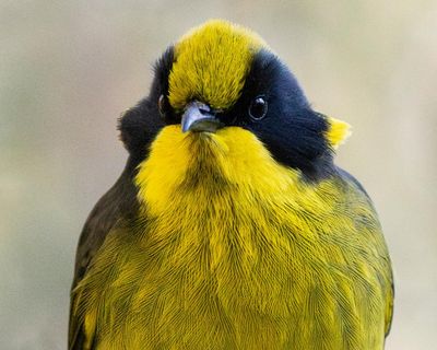 Helmeted honeyeaters return to Cardinia in Victoria for first time since 1983’s Ash Wednesday bushfires