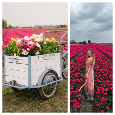 I Frolicked In the Tulip Fields of Holland In Search of Firmer Skin