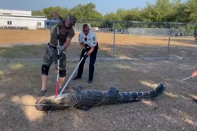 Children arrive at Florida preschool to find nine-foot alligator in parking lot