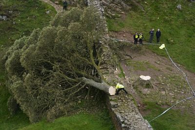 Government urged to ‘list’ precious trees for protection like historic buildings