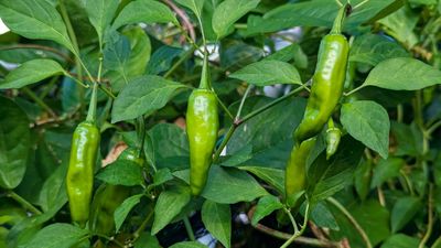 Do you prefer your peppers milder instead of fiery? If so, this could be the perfect solution – here’s how to grow shishito peppers