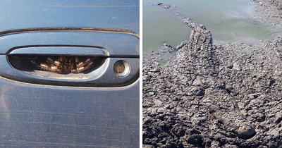 49 Animals That Would Be Nightmare Fuel To Non-Australians