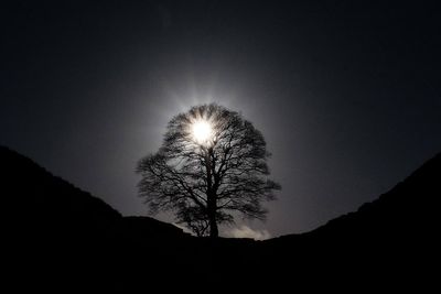 Call for trees to be ‘listed’ like historic buildings in wake of Sycamore Gap felling