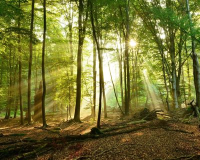 Plan for windfarm in German ‘fairytale forest’ stokes green energy culture war