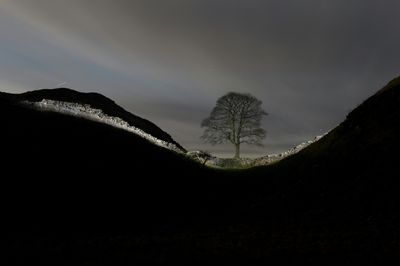 Two Men Found Guilty Of Chopping Down Iconic UK Tree