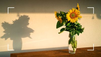 Florist reveals the surprising ingredient that can prolong your sunflowers' blooms