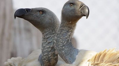How poaching caused over 100 vultures to die in mass poisoning in South African national park