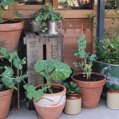 I'm a gardens editor, and these are my 6 go-to places for picking up cheap terracotta pots that still look super stylish