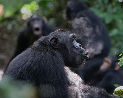 Chimps’ rhythmic drumming could shed light on music’s evolutionary roots