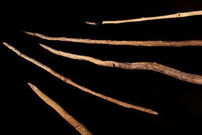 Wooden spears found in a German coal mine could change the history of human hunting