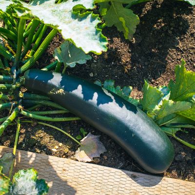 How to grow courgettes vertically – my simple step-by-step to this clever small garden trick for a bumper crop this year