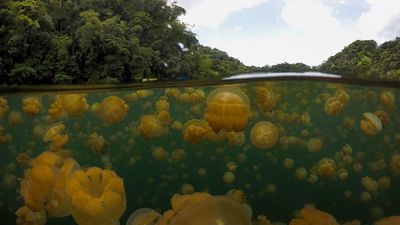 Jellyfish Lake: Palau's saltwater pool with a toxic bottom and surface waters brimming with millions of jellyfish