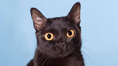 The rare Bombay cat is like a mini ‘black panther’ that thrives on attention