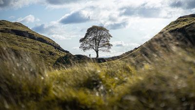 ‘It’s difficult to fathom his kind of stupidity’: Justice for the felled Sycamore Gap tree, the surprising verdict is in