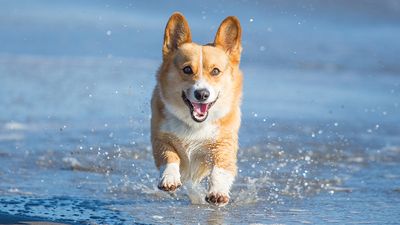 Pembroke Welsh Corgis were the late Queen’s favourite pets and it’s easy to see why