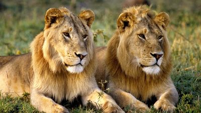 Big cats quiz: Can you get the lion's share of these questions right?