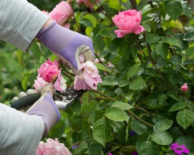 Aphids plaguing UK gardens in warm spring weather, says RHS