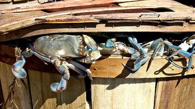 Does social media have an animal cruelty problem? Experts say yes, as TikTok user air fries crabs